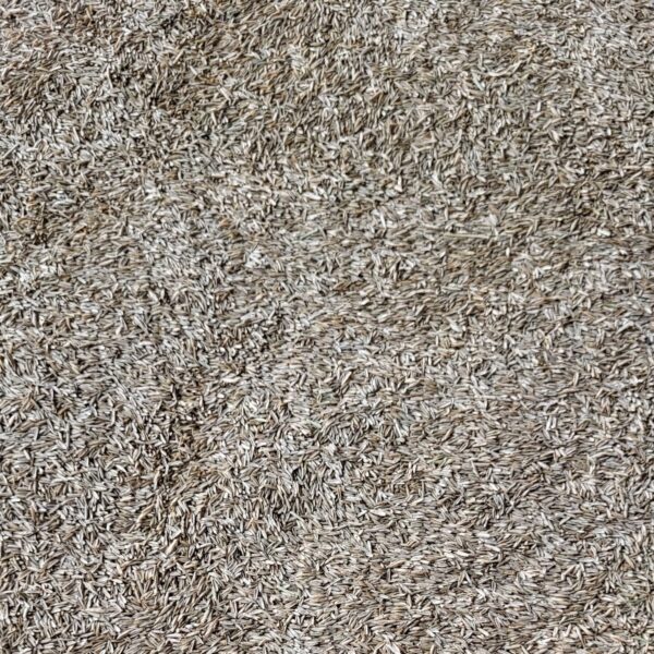 Blue Sky Grass Seed Perennial Ryegrass